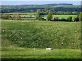 Pasture, St Mary Bourne