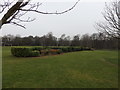 Neatly Trimmed Shrubbery  in Peel Park