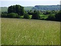 Grassland, Ramsbury