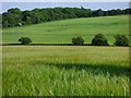 Farmland, Ramsbury