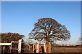 Tree on Maldon Road east of Heybridge