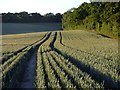 Farmland, St Mary Bourne