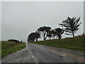 Fir trees beside the road