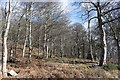 Beech wood on the slope of the Hill of Ardtannes