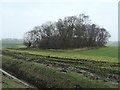 Anonymous square of woodland, Croston Moss