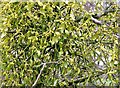 Mistletoe (Viscum album)  on apple tree