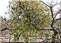 Mistletoe (Viscum album)  on apple tree