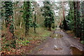 Track near Sopley Common