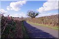 Nicely Maturing Hedge in Fosset Lane