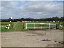TQ4661 : Sheep in Greater London, near Pratts Bottom by Malc McDonald
