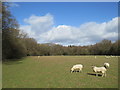 TQ4660 : Sheep grazing near Knockholt by Malc McDonald
