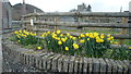 Daffodils in Gladestry