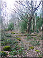 Path in a detached part of Ireland Wood, Cookridge