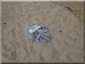 SH5837 : Stranded jellyfish by Eirian Evans