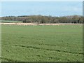 Markers in the meadow, east of Moor Lane