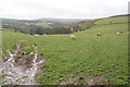 Sheep near South Dean Corner