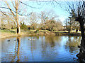 Pond at Totteridge