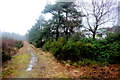 Track near Fillybrook Bottom