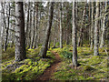 Perimeter path in Schoolhouse Wood