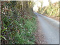 Snowdrops in the hedgerow at Trenthorne