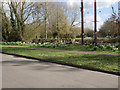 Daffodils in front of Saham Toney village Hall