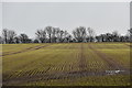 Emerging winter cereal crop near Boyton Hall Farm