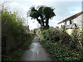 SE3022 : Ivy-covered tree, Toll Bar Lane by Christine Johnstone