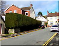 Long hedge on a Machen wall