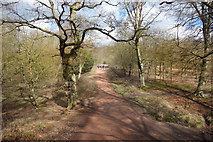TQ4398 : Centenary Walk in Epping Forest by Des Blenkinsopp