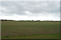 SJ4916 : Crop field west of Ellesmere Road (A528) by JThomas