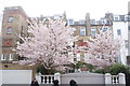 View of cherry blossom on Margaretta Terrace #2