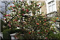 View of roses on Margaretta Terrace #2