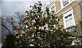 View of roses on Margaretta Terrace #3