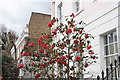 View of camellia on Glebe Place