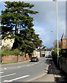 Dominant conifer above Deep Street, Prestbury