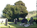 Yew in St Michael