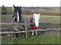 Horses near Trottiscliffe