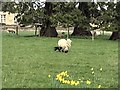 TF0607 : Daffodils and sheep in Uffington by Richard Humphrey