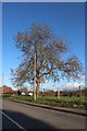 Tree on Henham Road, Elsenham