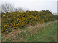 Bank of Gorse