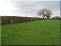 Grazing and hedgerow near Ivy House Farm