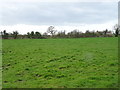 Grazing near Holly House Farm