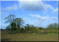 Field and woodland near Bridge Cottages