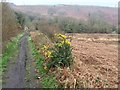 Track to Cwm Llwyd