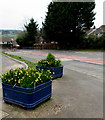 Daffodil tubs alongside the A468 Caerphilly Road in Bassaleg