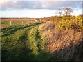 St Osyth: Public footpath alongside Howlands Marsh SSSI