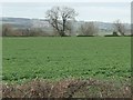 Tree on a field boundary, east of Scrog Wood