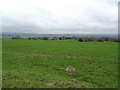 Grazing off Ernocroft Lane