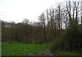 Grazing and woodland off Woolley Lane