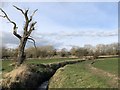 Dead tree beside Coxhoe beck